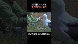 새끼를 가져가도 가만히 있는 새? #알바트로스 #조류 #birds