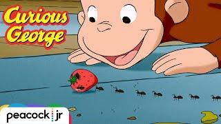 Who Let The Ants In?  | CURIOUS GEORGE