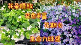 花期长，开花量大的庭院小花，Bacopa Bahia.【莎拉养花】