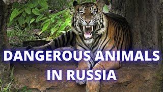 DANGEROUS ANIMALS IN RUSSIA