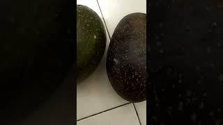 Delicious avocado, MercyNguku The Global Traveller # worshipsongrewritten