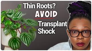 Safely Move Plants with Fragile, Roots to Semi Hydro | Avoid Transplant Shock