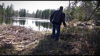 LARGE FEMALE SASQUATCH CAPTURED ON CAMERA IN ONTARIO!!