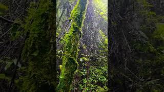 Pelling forest#mountains #shortvideo #travel #travel with amaresh