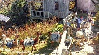 Llama Train Mt Leconte Great Smoky Mountains National Park