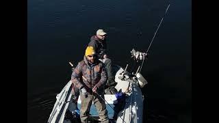 Fly fishing for taimen, Tugur river, Russia