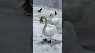 Men appear, birds comes at an iced river in Vinter #shorts #vilnius #chojus