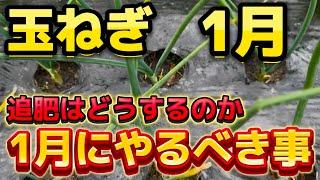 【玉ねぎ】追肥はどうする？1月にやるべき事をお話します。この作業をしておくと暖かくなった時に有利です。