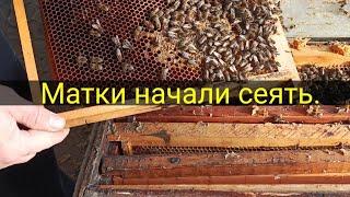 Потепление матки начали сеять.