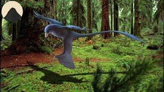 Microraptor and the Very Bird Like Dinosaurs