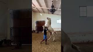 Natural horsemanship 