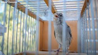 Canary Singing at It's Best - Melodies Canary Bird Song