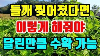 비바람에 쓰러진 들깨 세우는방법 그냥두면 수확 못해요