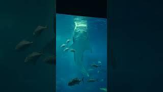鯨鯊餵食秀-沖繩美麗海水族館20250203  #okinawa  #whaleshark 沖縄美ら海水族館／おきなわちゅらうみすいぞくかん Okinawa churaumi suizokukan