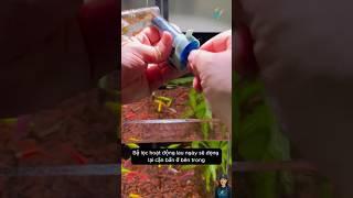 Bàn chải dây lò xo cọ sạch ống dẫn nước | Flexible Pipe Cleaning Brush #aquarium #aquatic #shorts