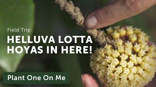 LARGEST HOYA COLLECTION Tour at Nong Nooch Tropical Garden, Thailand — Ep. 147