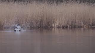 Osprey hunting pike, slow motion.