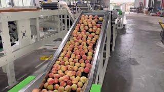 Peach processing machine plant sorting grading packing line for stone fruit nectarines weight sort