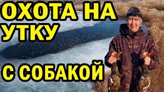 ОХОТА НА УТКУ. март 2025. ОХОТА С СОБАКОЙ НА ОЗЁРАХ. АЛМАТИНСКАЯ ОБЛ #казахи #охота #казахстан #утки