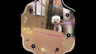 還在狀況外的回診日#邁向14歲的芭比️https://instagram.com/bichon.barbie