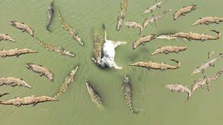 SURREAL!!COW IS DEVOURED ALIVE BY CROCODILES.