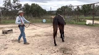 Halter driving a two year-old inexperienced colt. ￼