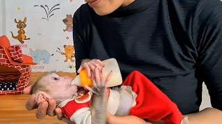 Mother gives Baby Monkey Nudo to drink milk in the morning