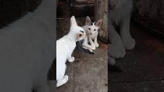 so cute  cat #catlovers