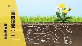 【土壤的秘密2】73•园艺/土壤生态是很深的学问，这期来了解一下真菌和细菌的比例对植物有多大的影响，以及关于野草的迷思