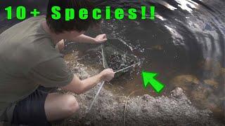 10+ Species in the Everglades Net Trap