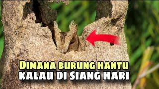 Sarang burung hantu di pohon yang sudah rapuh || Arya channel