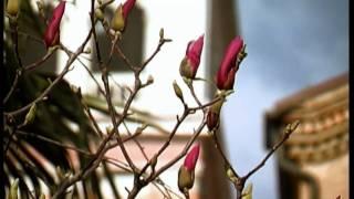 carpenedo Venezia HD