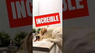 ASOMBROSO: Perrito Se Comporta Como Humano  #viralvideo