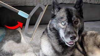 Pet Owners’ Secret Weapon! Carpet Rake Review!