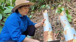 Full Video: Looking For Dinner In The Forest - Thanh farm life