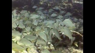 Audrey, Trevor, Clint, and Felicia dive Sabalos Reef