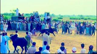 Black Cobra Arang Ala Bull Race In Pakistan #bull Malik Video