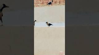 crow with one leg  hard effort of crow for food #crow #viral #trend