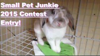 Small Pet Junkie 2015 Contest Entry - AnimalPetLover6