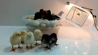 How to make an incubator at home this is very simple | كيف تصنع حاضنة في المنزل هذا بسيط جدا