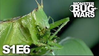 MONSTER BUG WARS | Rainforest Rampage | S1E6