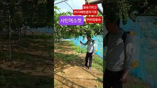 #샤인머스켓농사#커버김용숙 #생거진천 #김용빈