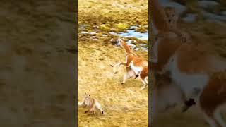 lion Attack #viral  #animalsworld  #animal  #lion  #viral  #shortvideo