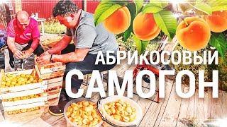 Самогон из абрикосов / Абрикосовый дистиллят.