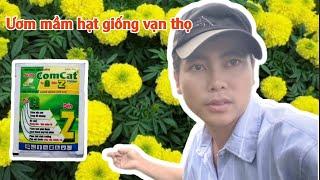 ươm hạt giống vạn thọ tưới comcat được không - huỳnh thủy tinh vlog