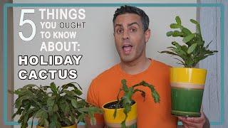 5 Things You Ought To Know About Your Holiday Cacti (Easter, Thanksgiving & Xmas) Care, Repot + More