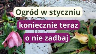 O te rośliny trzeba zadbać już w styczniu, co można zrobić teraz w ogrodzie