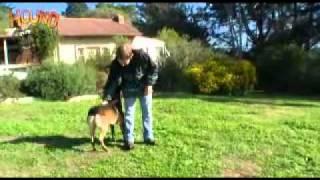 Dog training-Advanced obedience-www.sidneyaarons.com.au