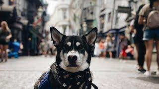 Universal Studios with my service dog