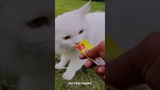 流浪貓霸淩人類，只為給剛出生的孩子找個「後媽」。 #cute #animals #猫 #萌宠